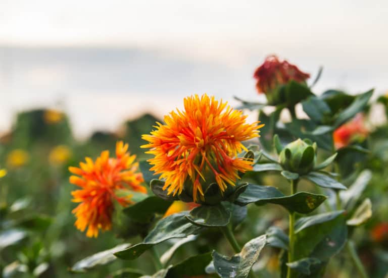 The Best Beauty Uses Of Safflower Oil!