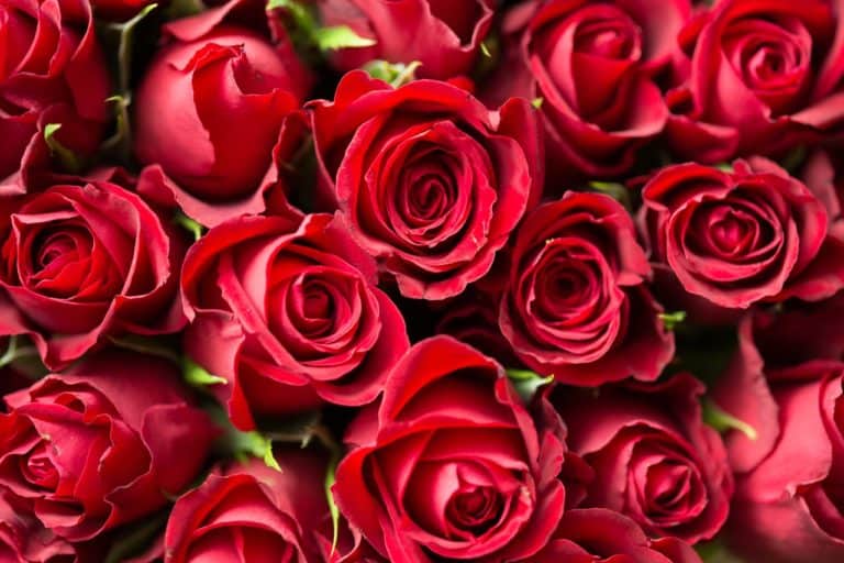 The All-Natural Beauty Benefits Of Roses For Skin And Hair.