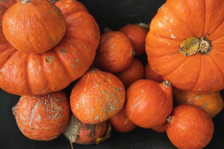 How To Use Pumpkin For Beautiful Hair And Skin!