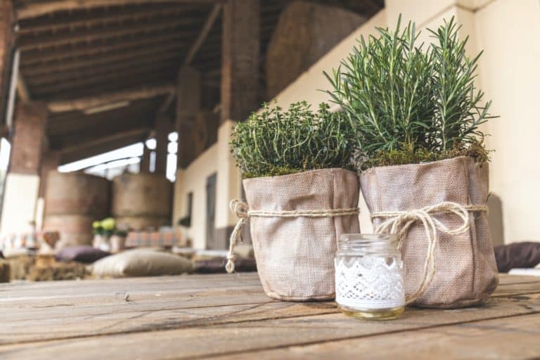 The Best Ways To Use Rosemary For Hair Growth!