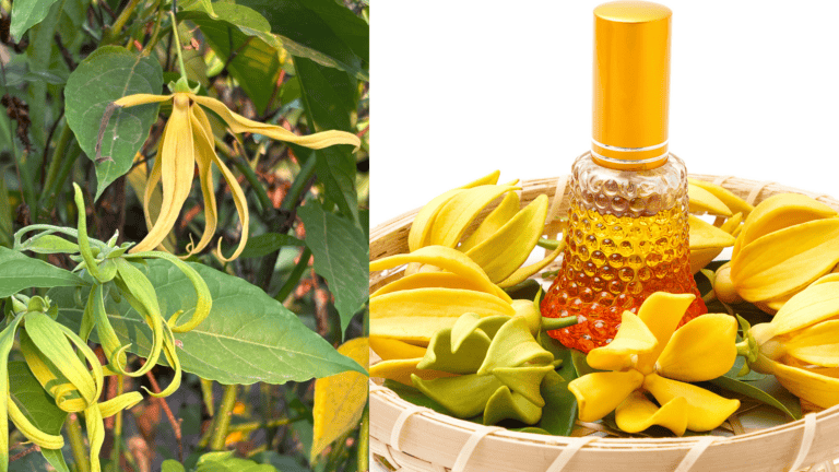 The Best Uses of Ylang Ylang Essential Oil!